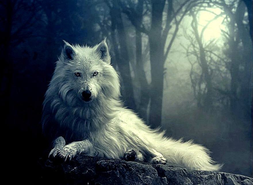 White Wolf Laying Down - HD Wallpaper 