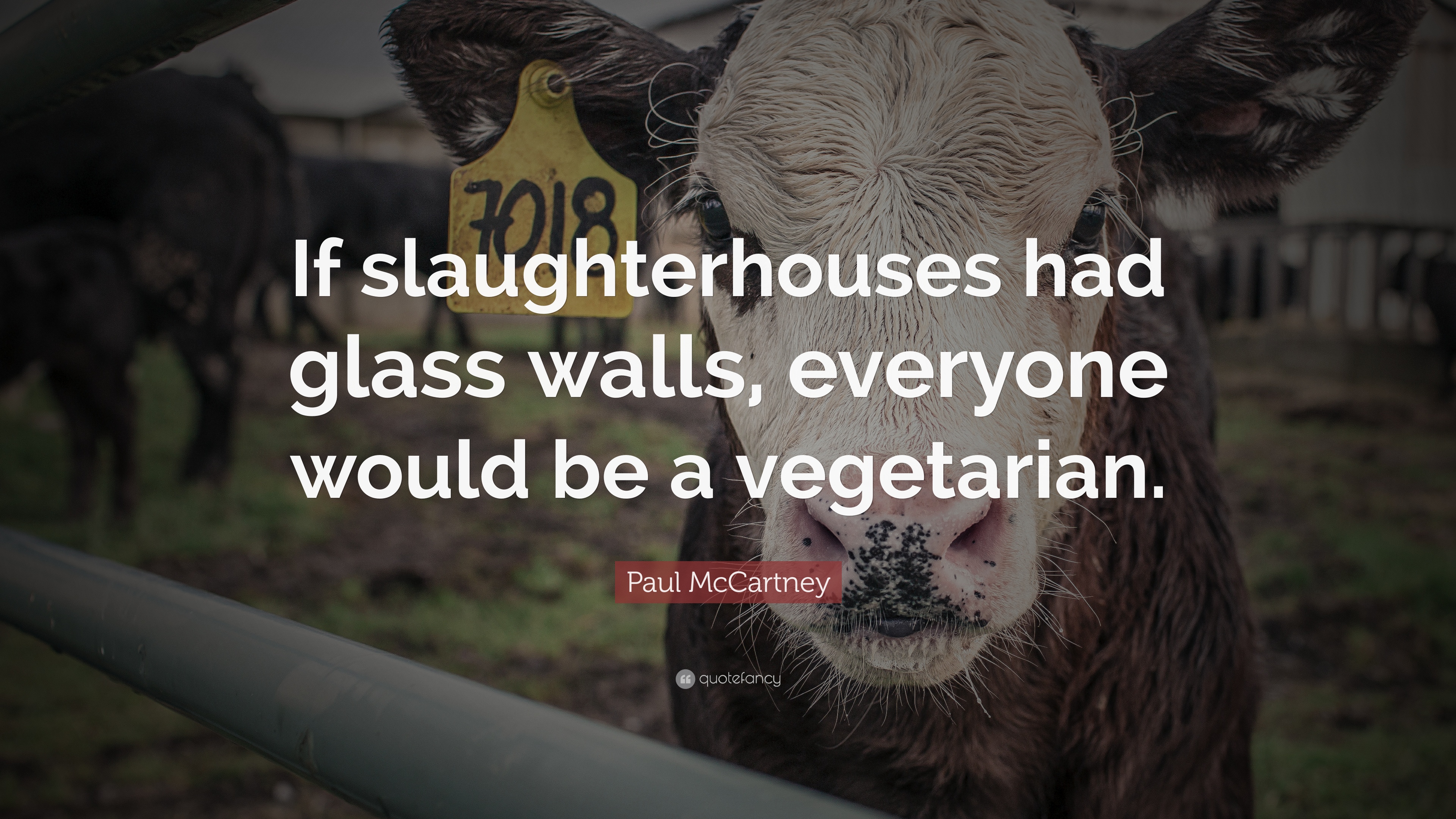 Paul Mccartney Quote - If Slaughterhouses Had Glass Walls Everyone Would - HD Wallpaper 