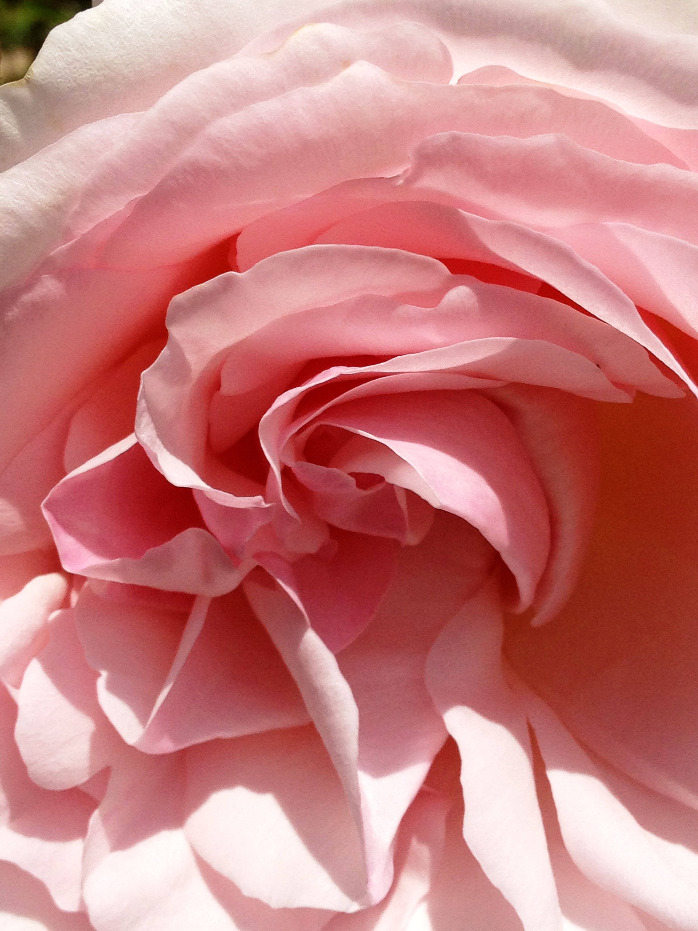 Garden Roses - HD Wallpaper 