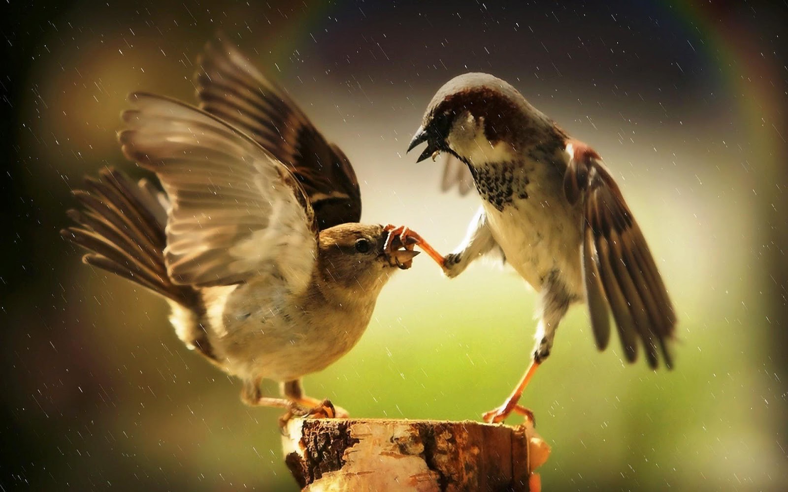 Two Birds In Rain - HD Wallpaper 
