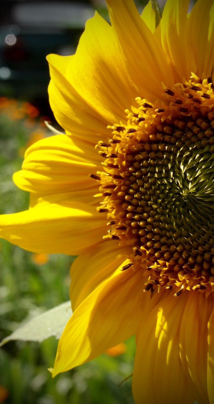 Smartphone Wallpaper Spring - HD Wallpaper 