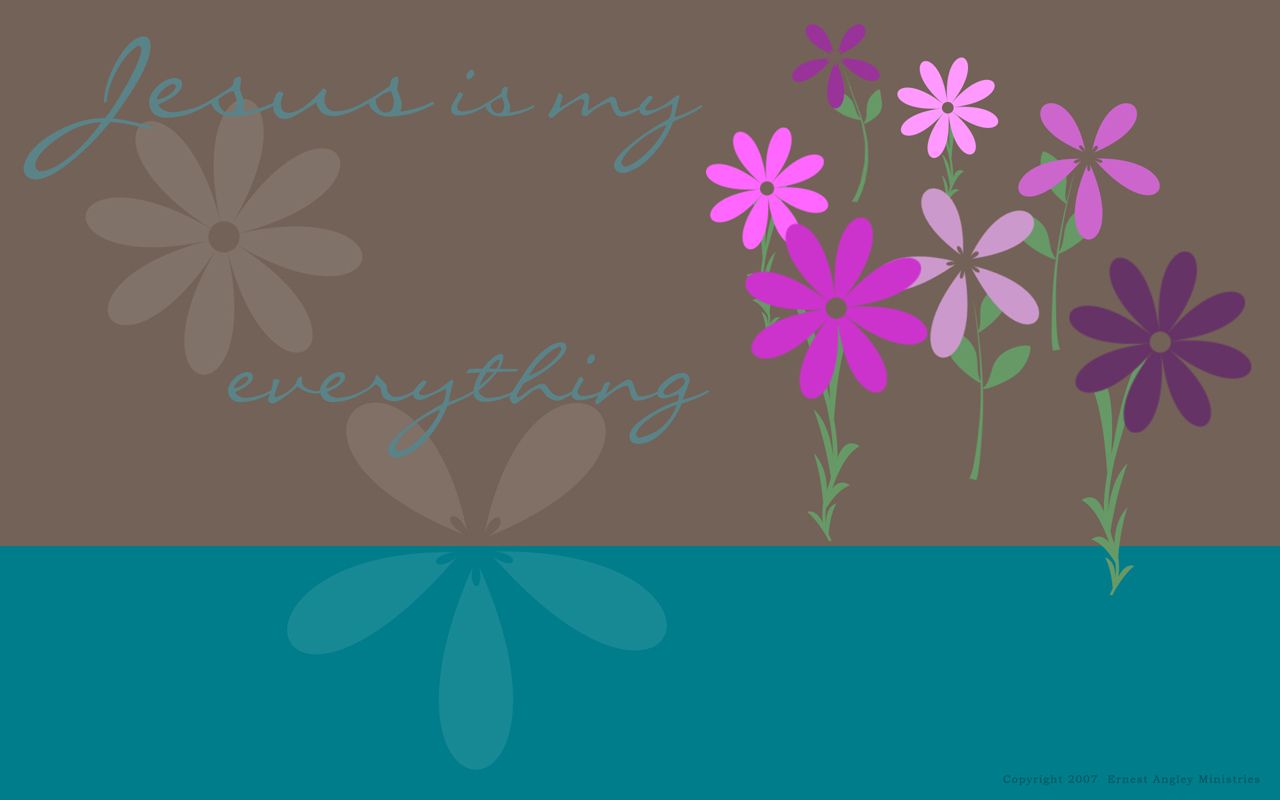 African Daisy - HD Wallpaper 