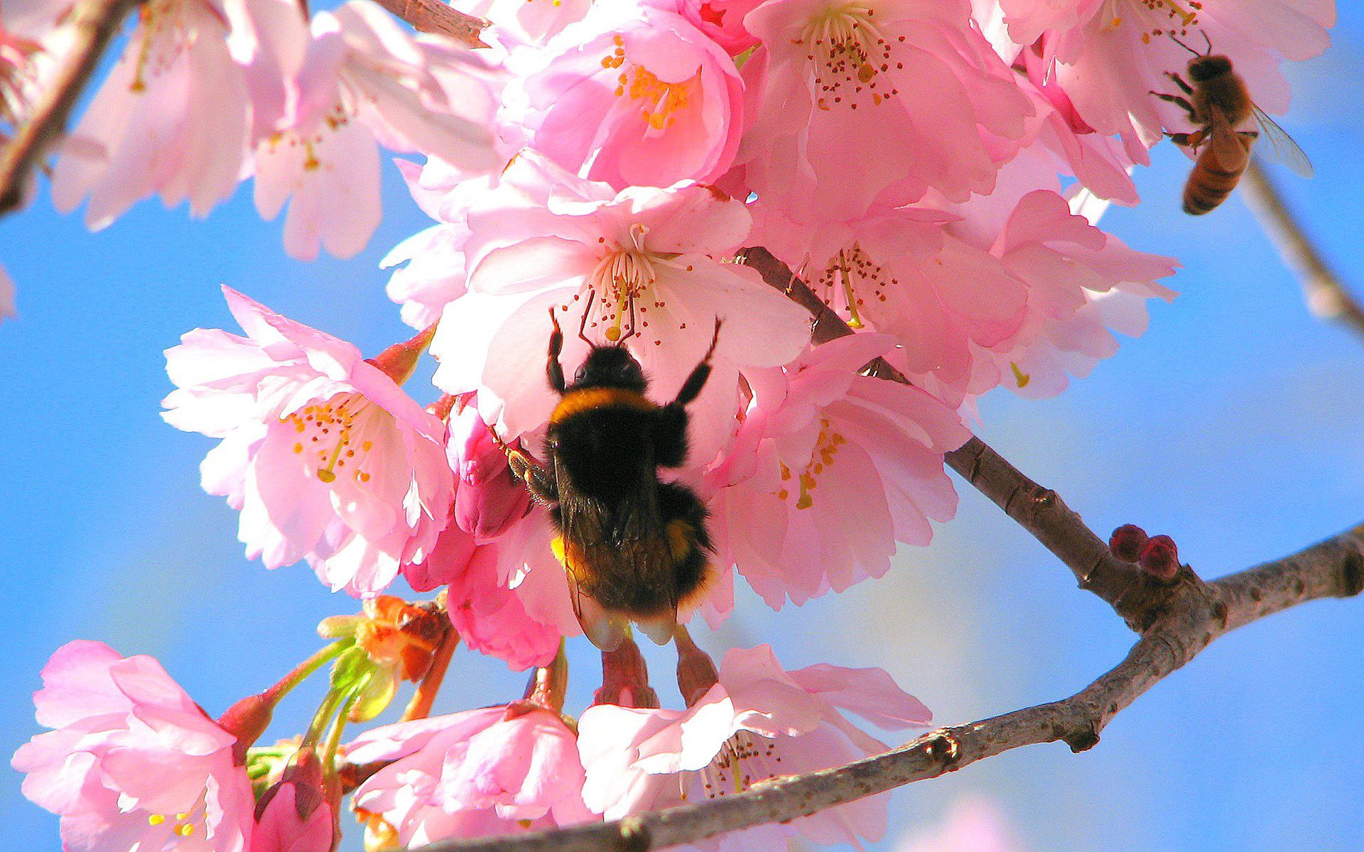 Bees Cherry Tree - HD Wallpaper 