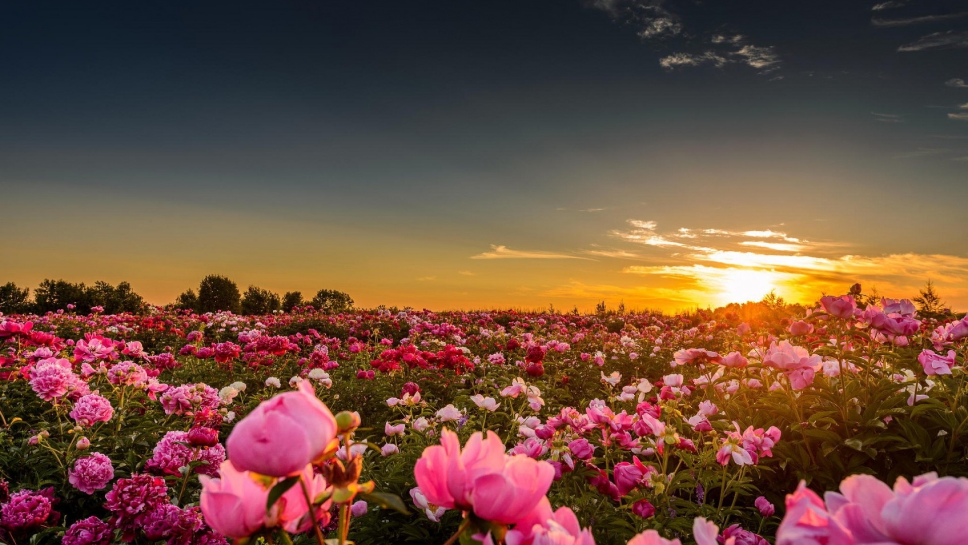 Нежный Закат В Поле - HD Wallpaper 