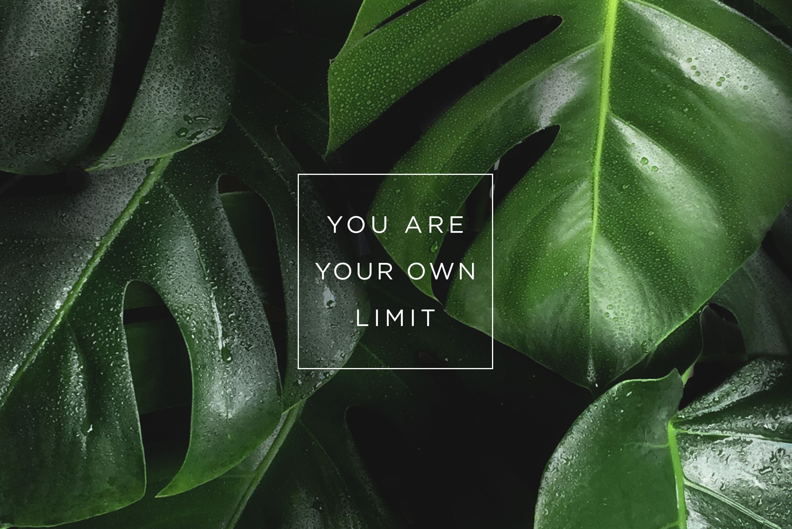 Plant Photography - HD Wallpaper 