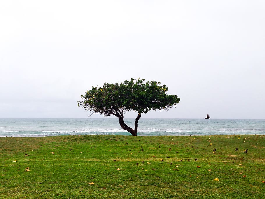 United States, Lahaina, Hawaii, Maui, Ocean, Pacific - Oak - HD Wallpaper 