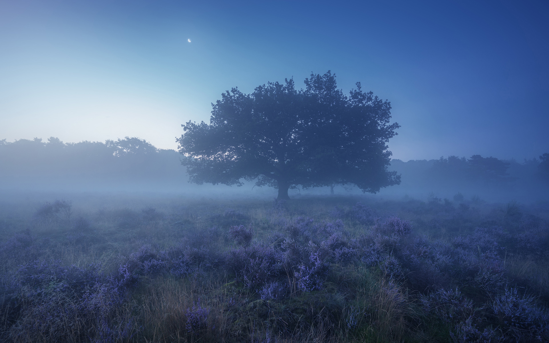 Evening Lscape Mist - Wallpaper - HD Wallpaper 