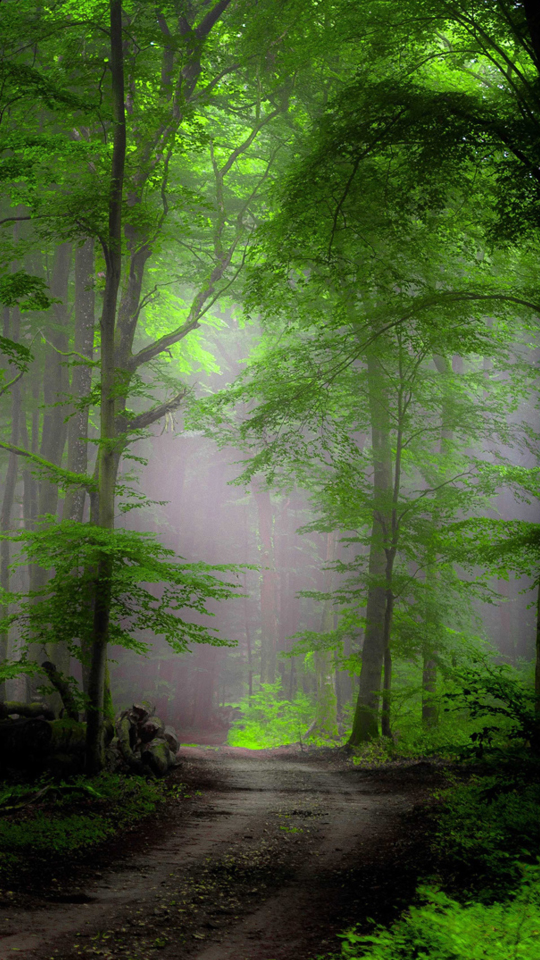 Morning Mist In Forest - HD Wallpaper 