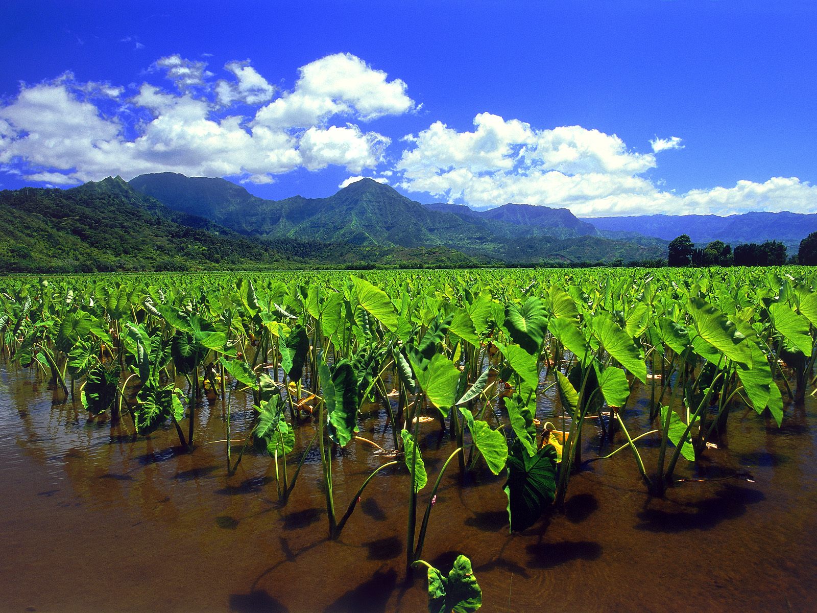 Taro Fields Of Hanalei Kauai - Hawaii Taro Fields - HD Wallpaper 