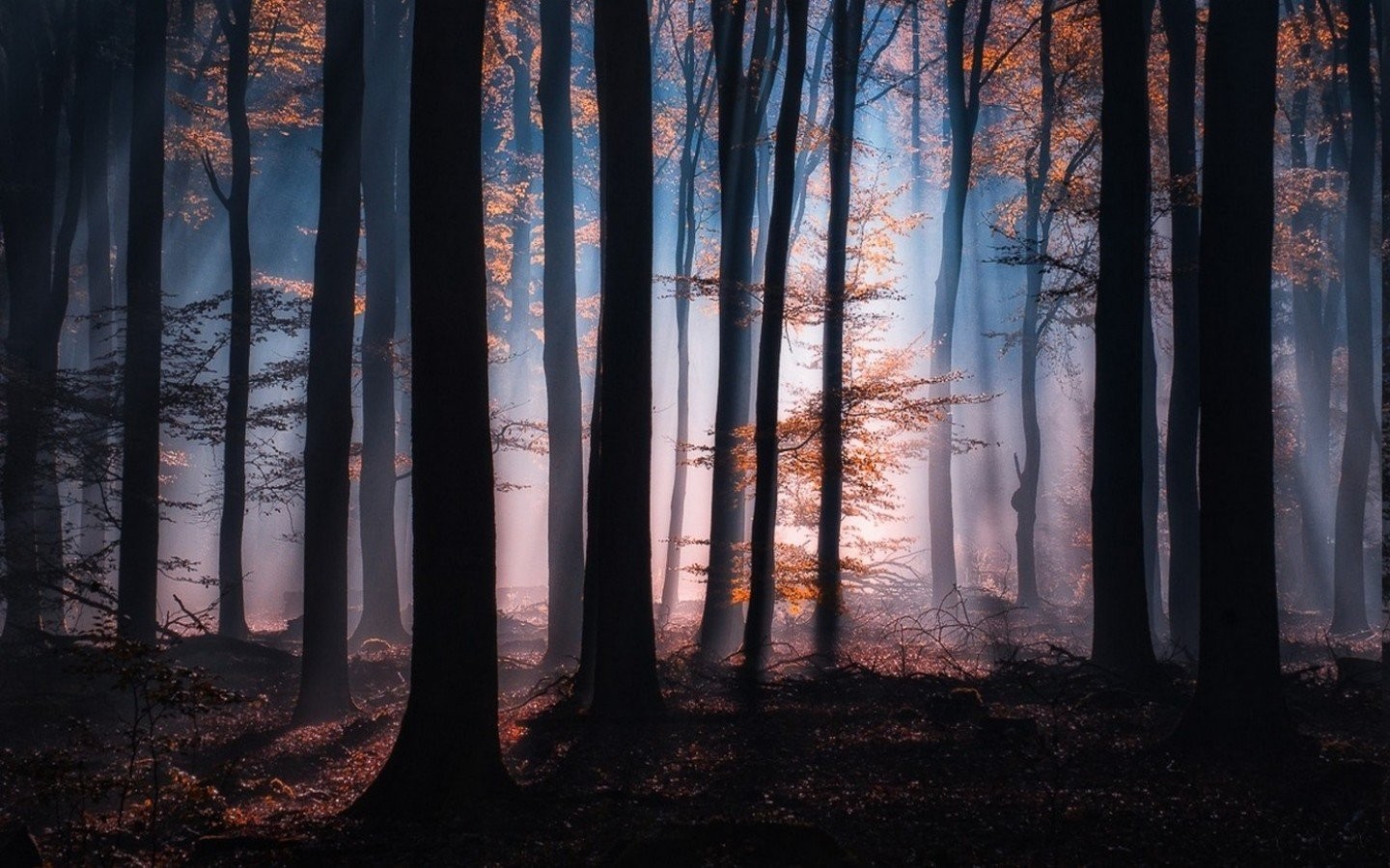 Forest Mist Sun - HD Wallpaper 