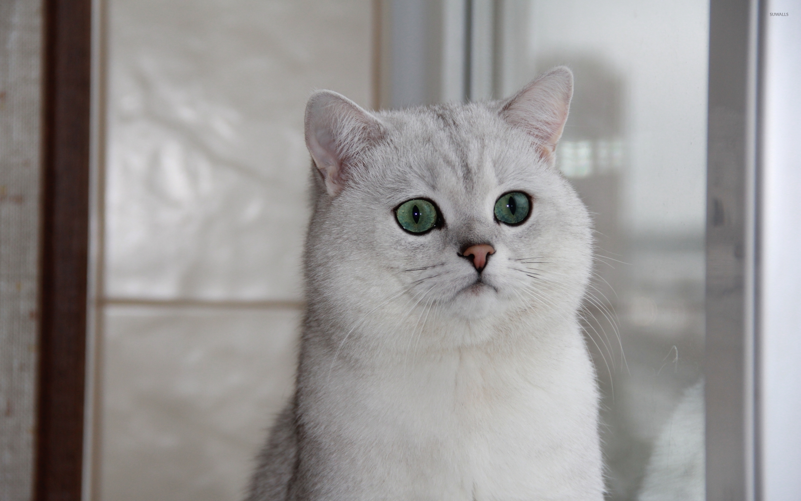 British Shorthair Wallpaper Hd - HD Wallpaper 