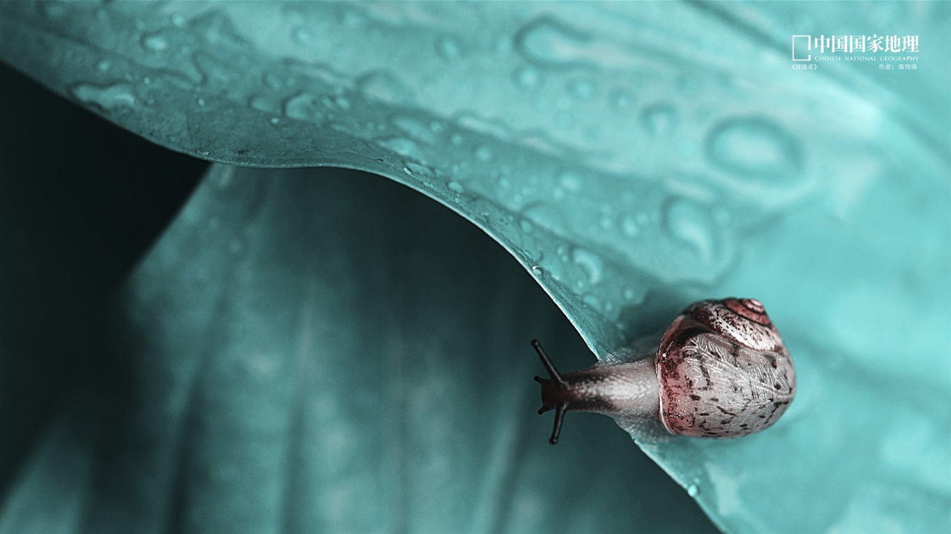 Pathfinder-china National Geographic Wallpaper2013 - Wallpaper - HD Wallpaper 