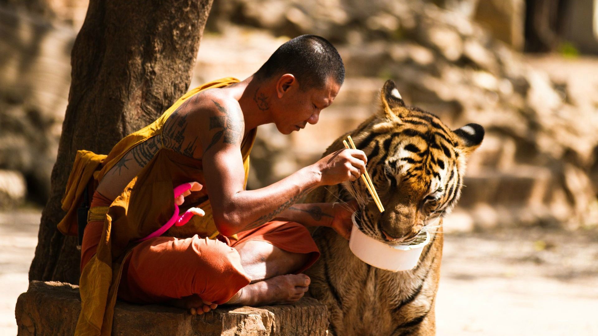 Tiger Eating With Monk - HD Wallpaper 