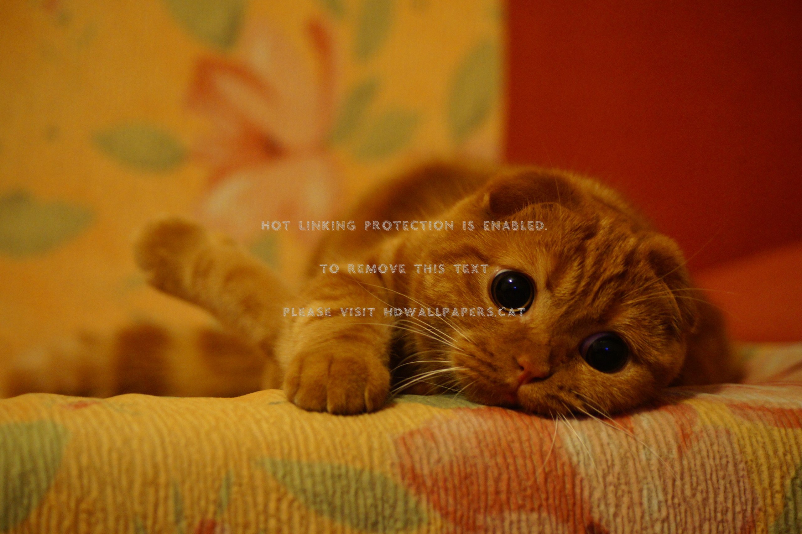 Cat Puss Boots Animals - Cat - HD Wallpaper 