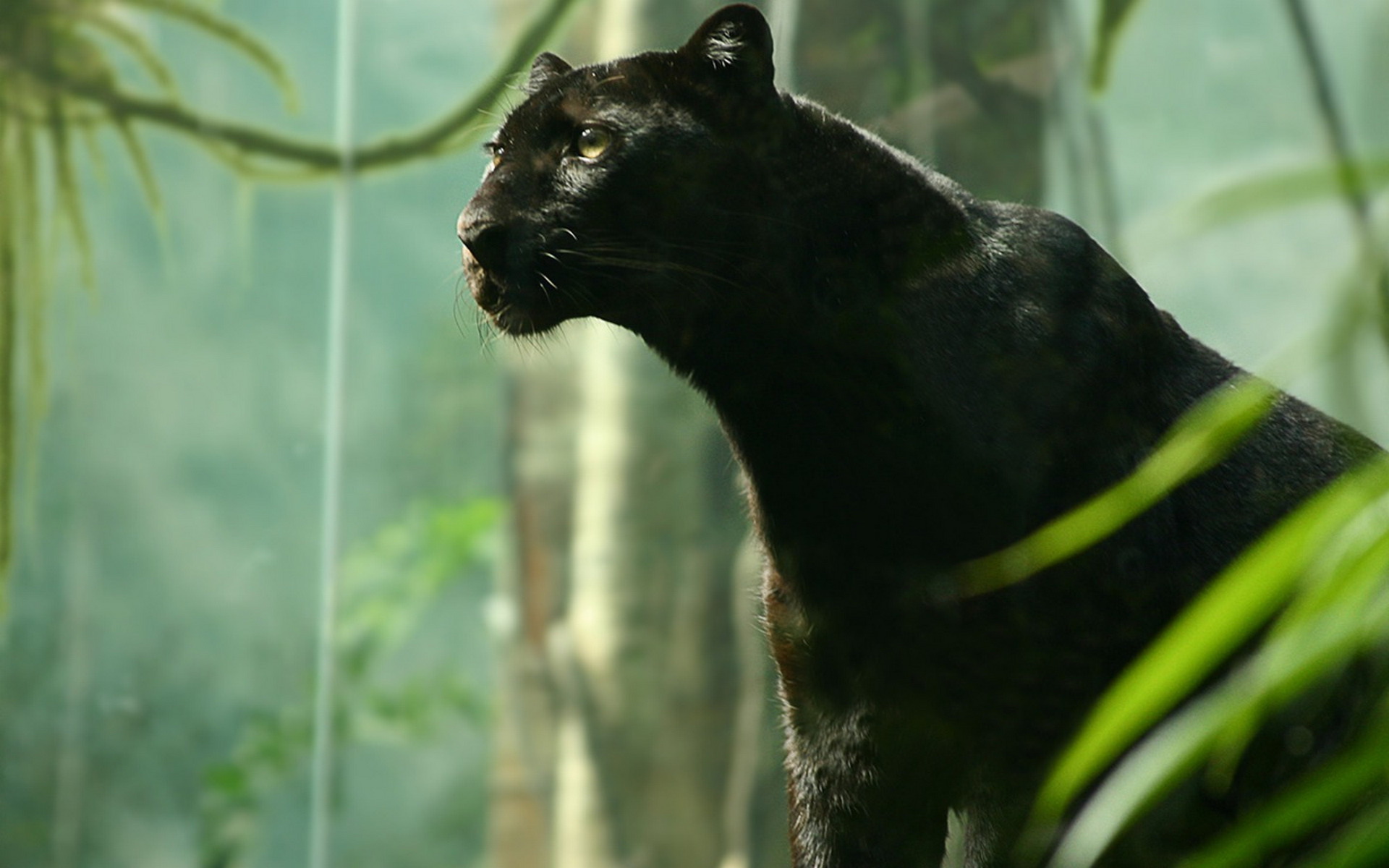 Nat Geo Black Panther - HD Wallpaper 