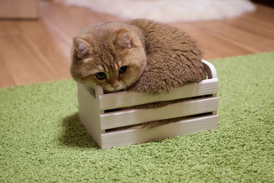 Hosico Cat - Fat Cat In A Box - HD Wallpaper 