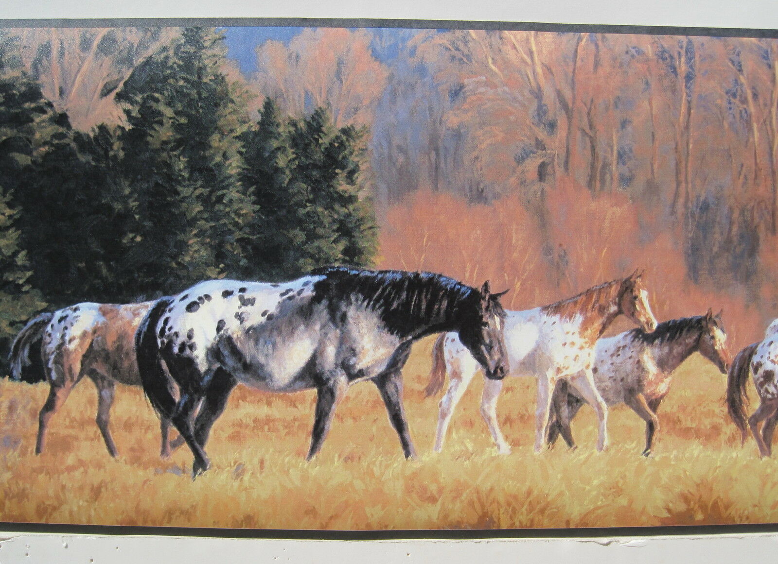 Horse Wallpaper Border Appaloosa - HD Wallpaper 