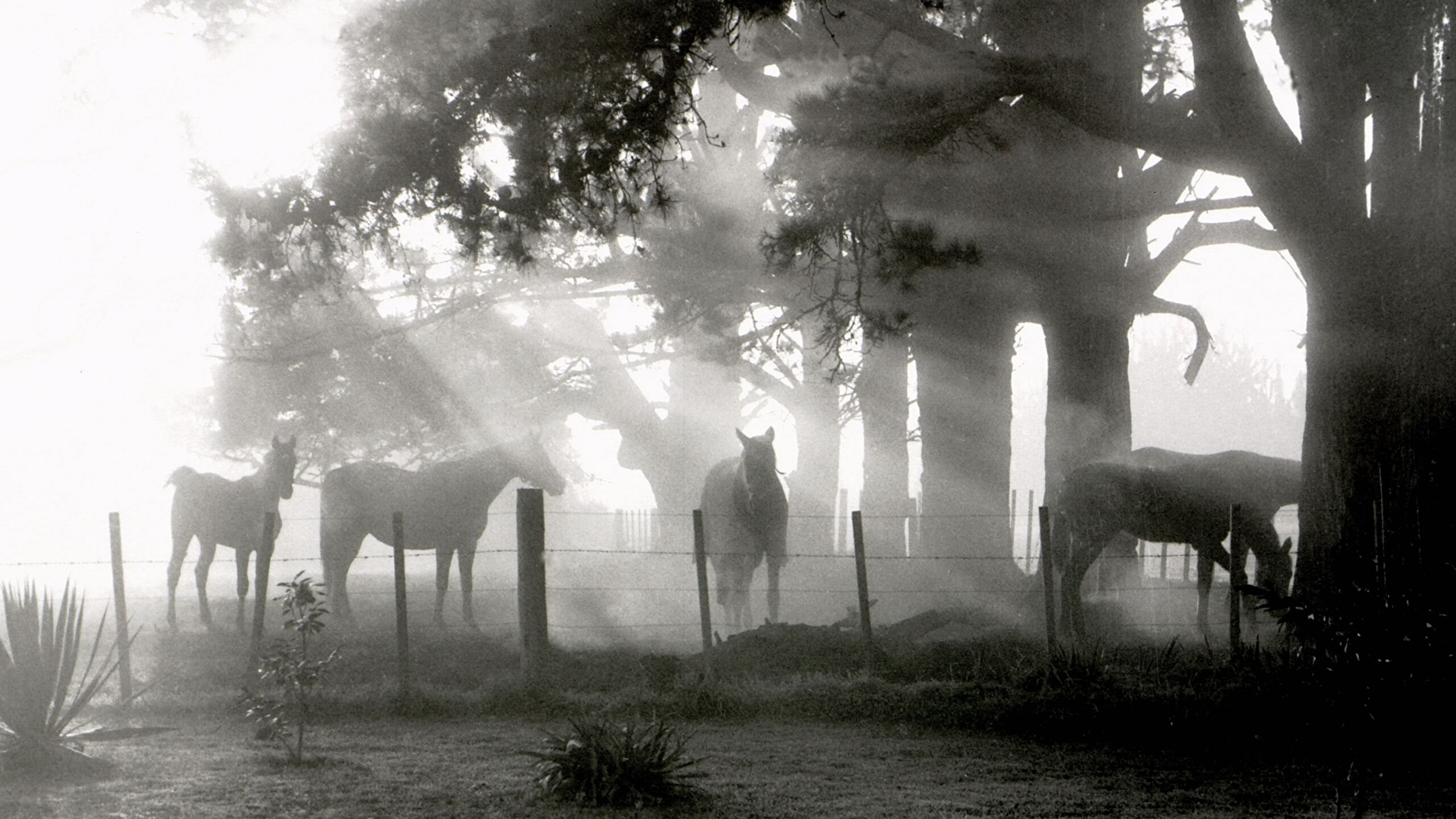 Horse - HD Wallpaper 