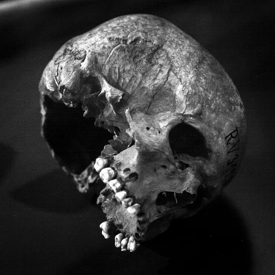 Skull, Old, Human Skull, Profile, Black And White, - HD Wallpaper 