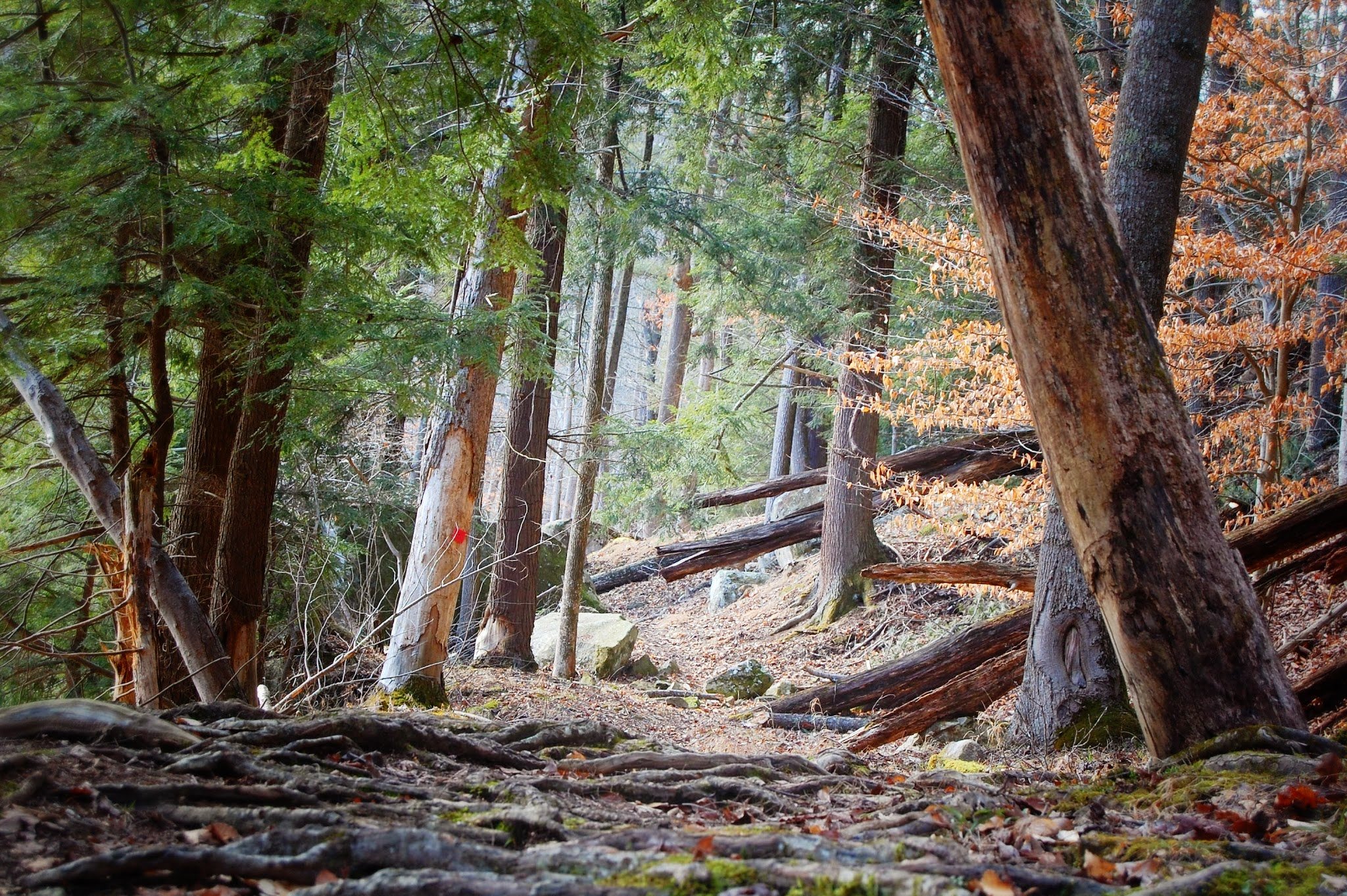 Wild And Wonderful West Virginia Wallpaper - HD Wallpaper 