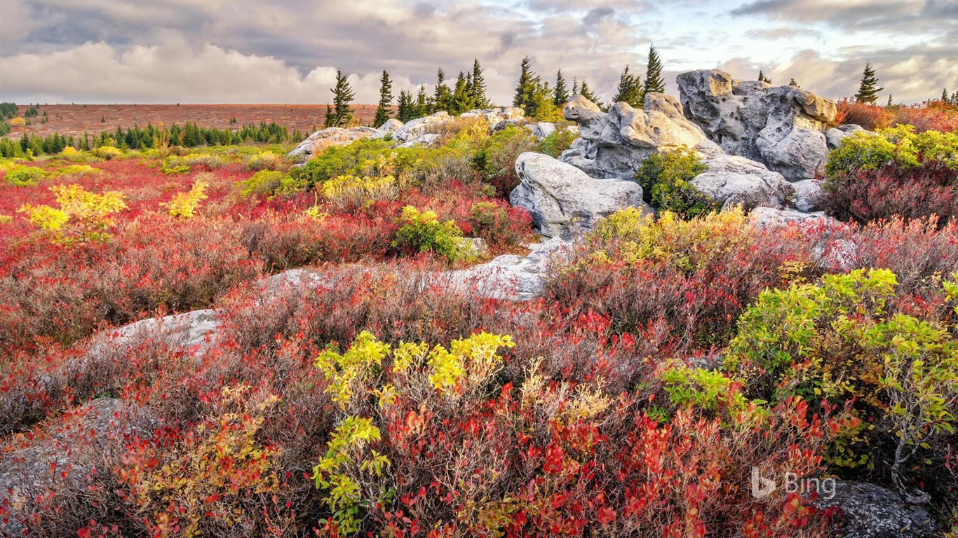 Bear Rocks Preserve West Virginia 2017 Bing Wallpaper2017 - West Virginia - HD Wallpaper 
