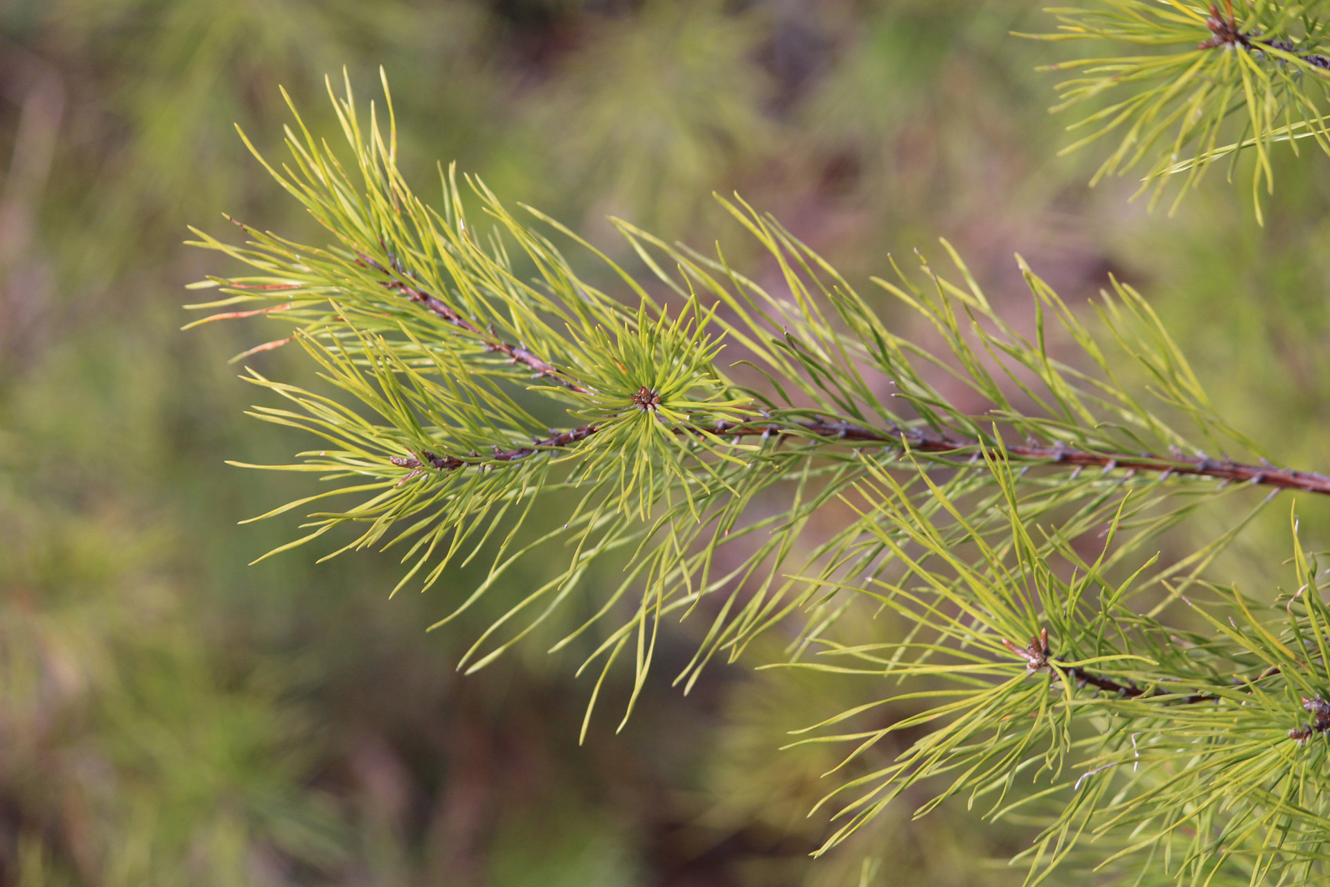 Winter Tree Nature Free Photo - Virginia Pine Public Domain - HD Wallpaper 