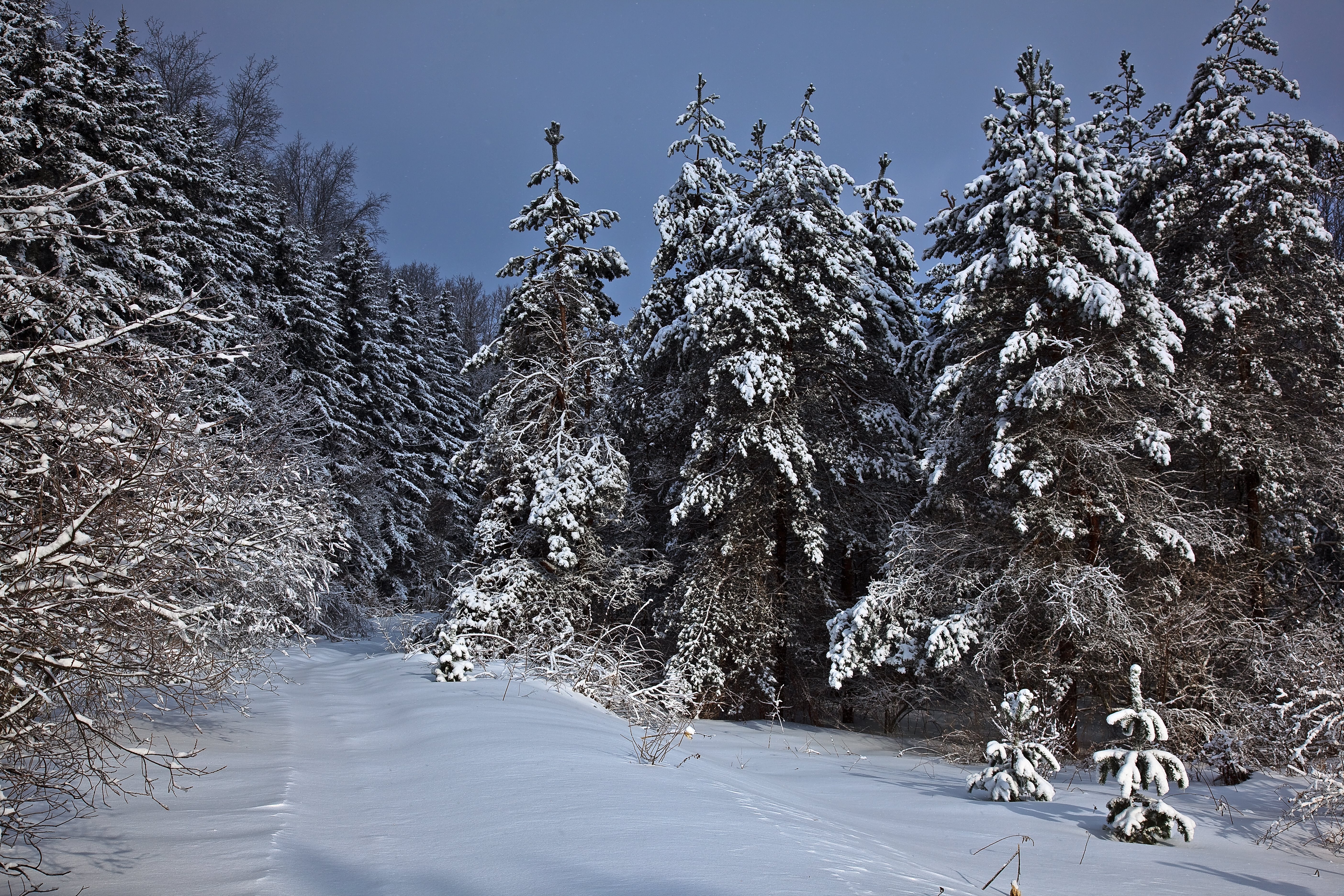Wv Mountain Trail Winter Snow Trees - West Virginia Mountains In Winter - HD Wallpaper 