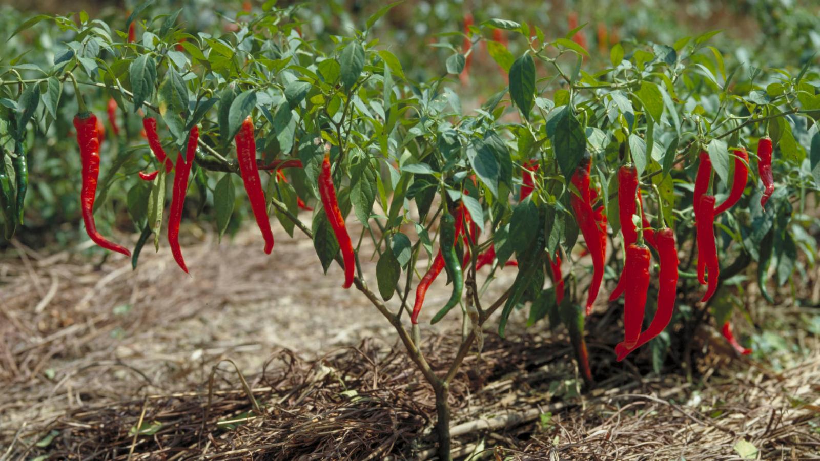 Chilli Plant Scientific Name - HD Wallpaper 