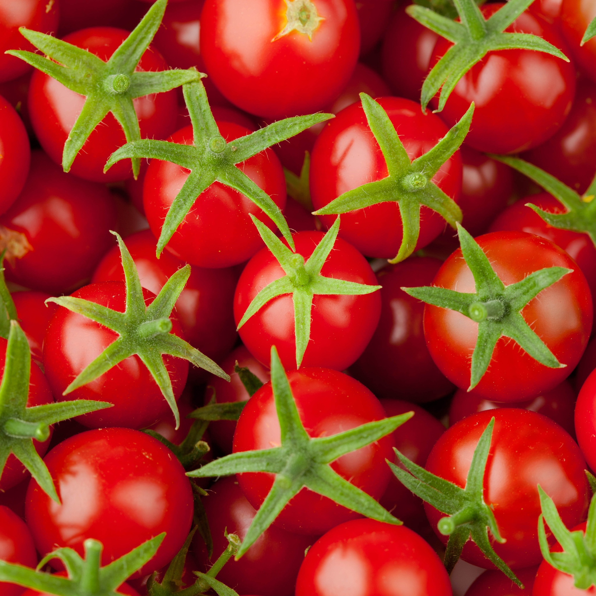 Juicy Tomatoes ♡ - Cherry Tomatoes - HD Wallpaper 