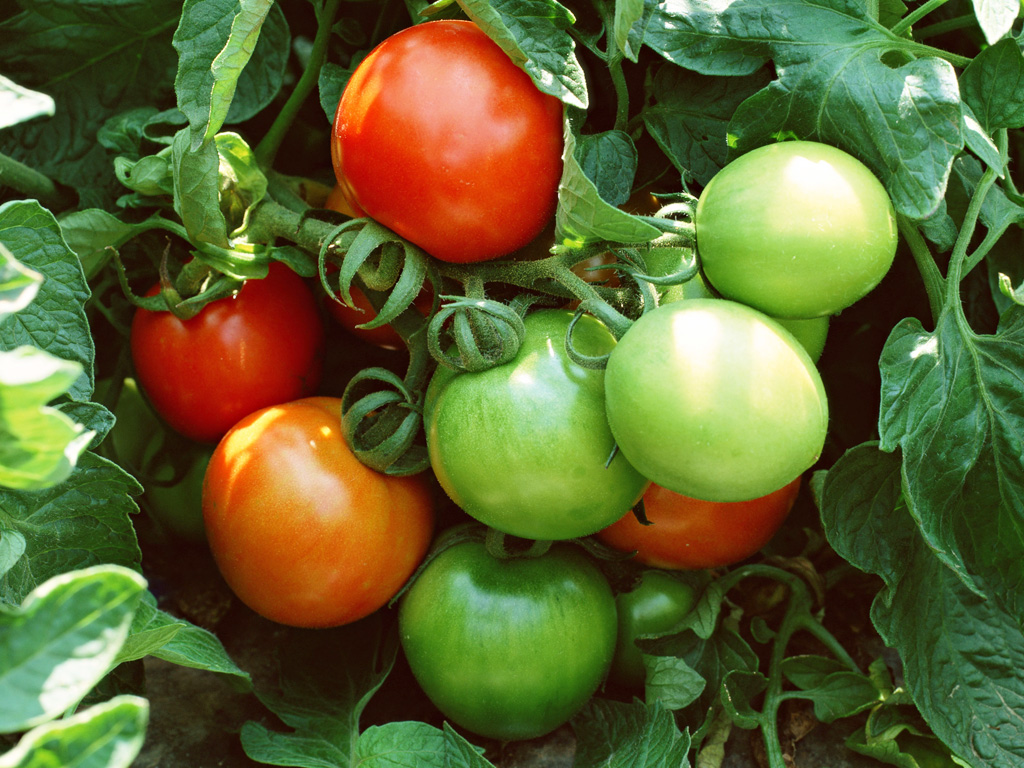 Vegetable Photography - Tomato Plants Hi Res - HD Wallpaper 