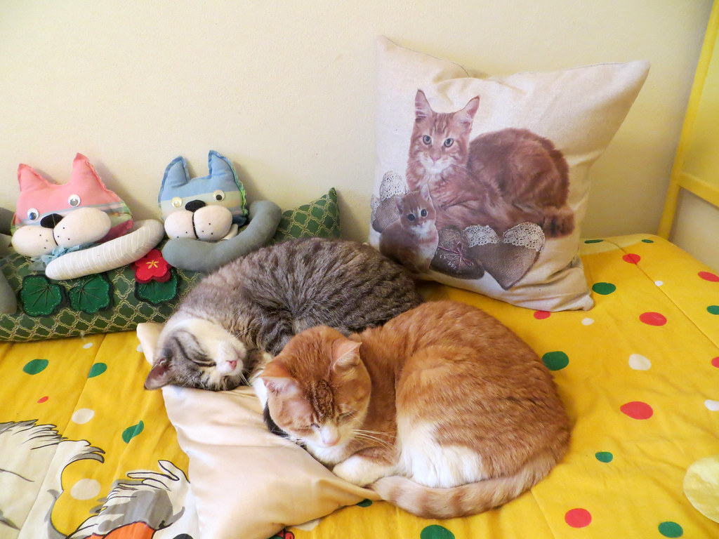 Domestic Short-haired Cat - HD Wallpaper 