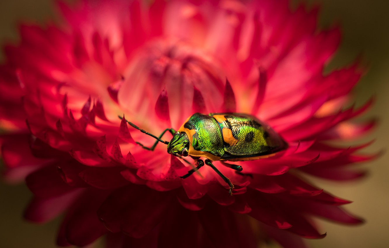 Photo Wallpaper Flower, Macro, Red, Green, Beetle, - Macro Photography - HD Wallpaper 