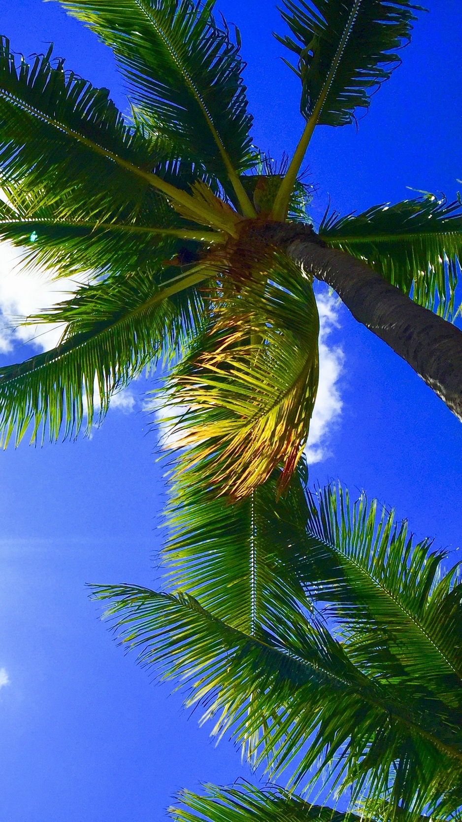 Wallpaper Palms, Tropics, Hawaii, Aloha, Sky - 938x1668 Wallpaper ...