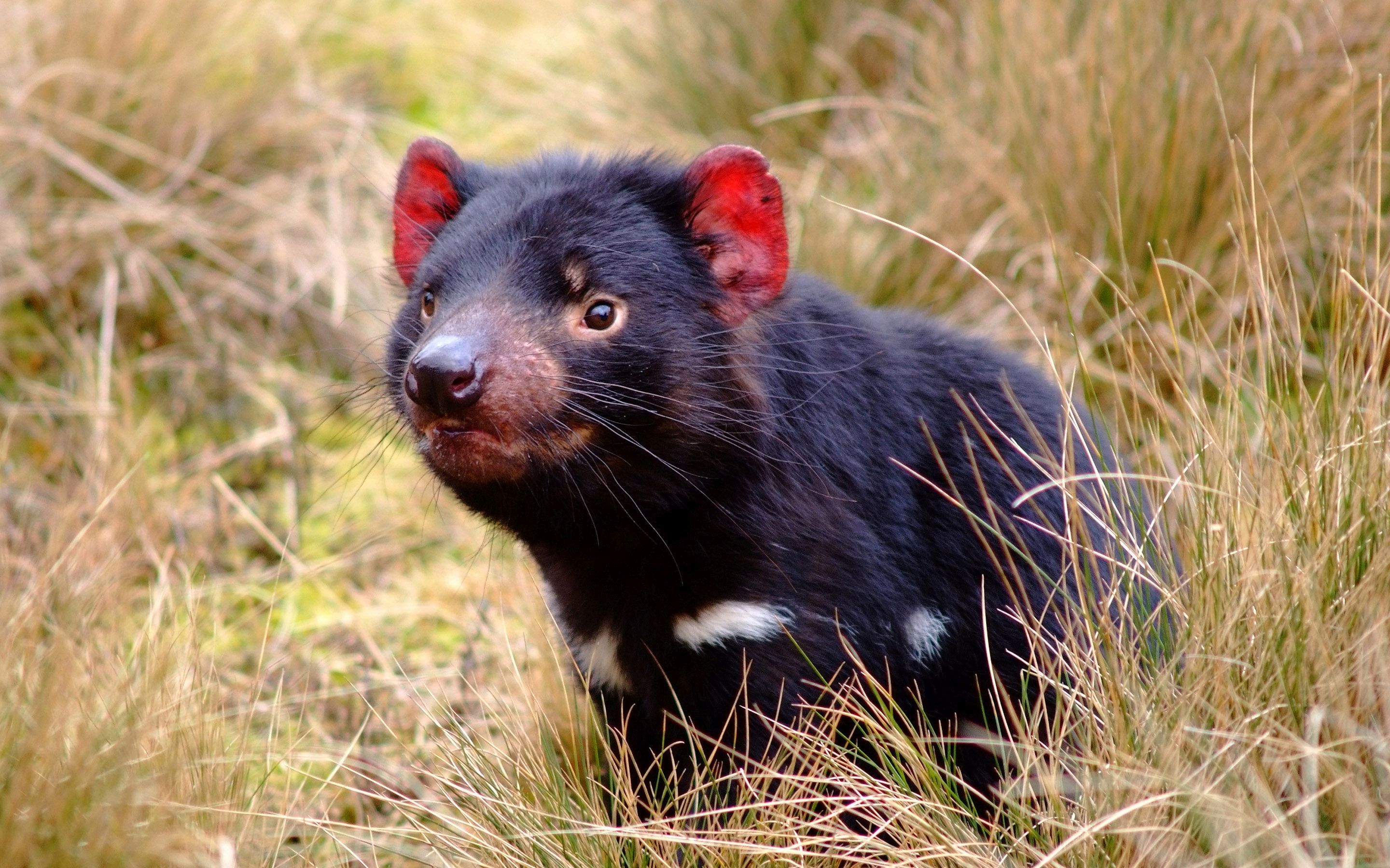 Tasmanian Devil - HD Wallpaper 