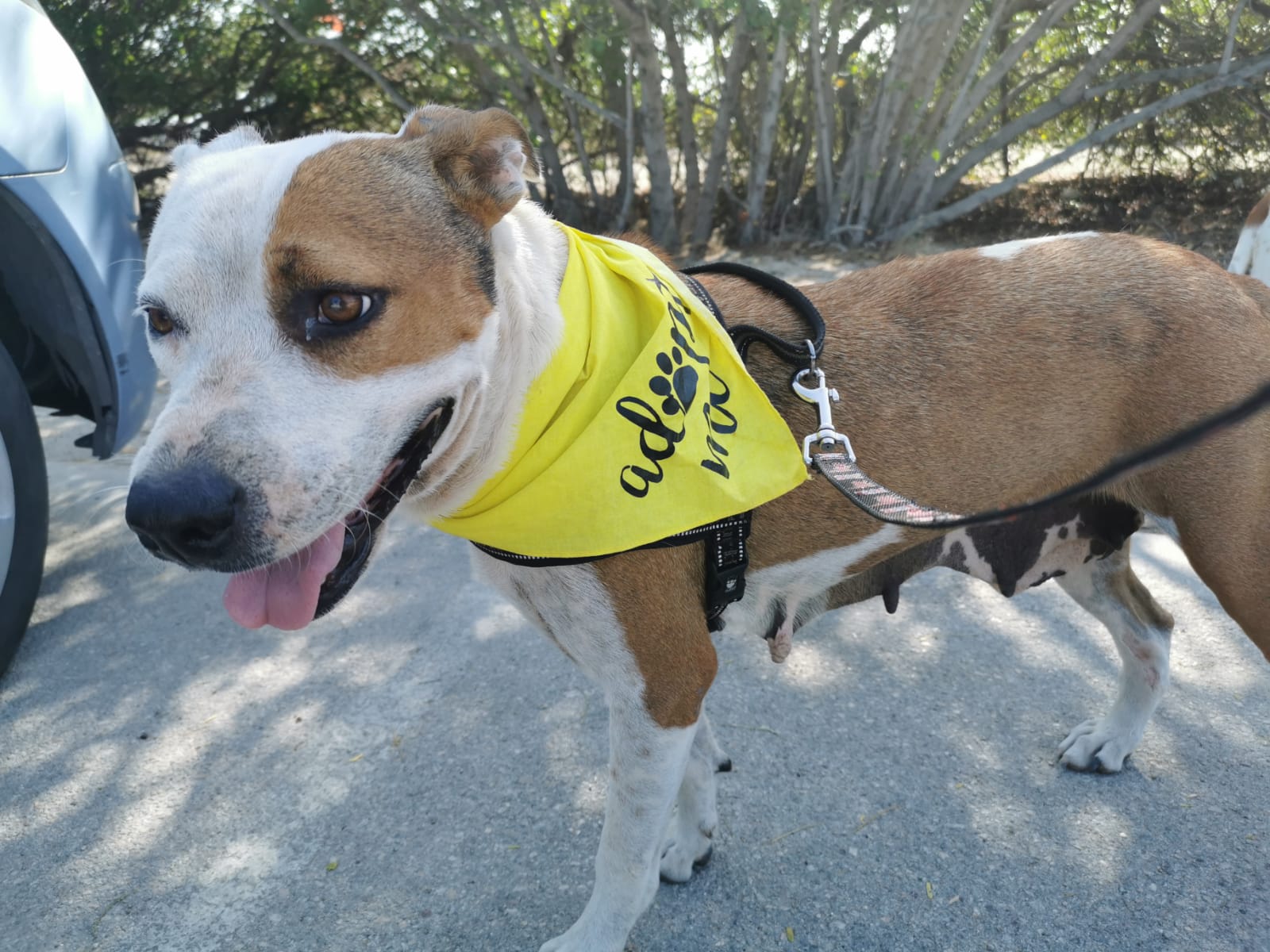 Companion Dog - HD Wallpaper 