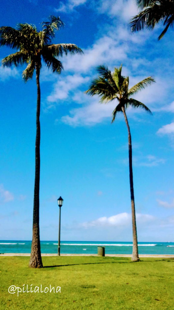 Free Iphone Wallpaper Palm Tree In Hawaii - Attalea Speciosa - HD Wallpaper 