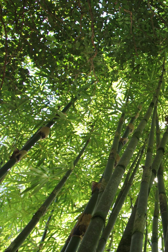 Bamboo, Bamboo Forest, Hawaii Bamboo, Nature, Green - Bamboo In Western Visayas - HD Wallpaper 