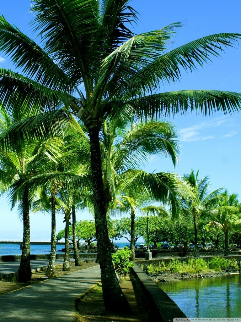 Hawaii Wallpaper Hd Phone - HD Wallpaper 