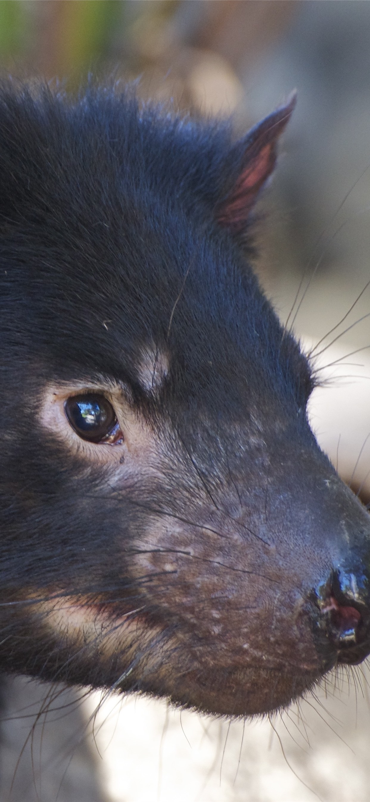 Iphone Wallpaper Tasmanian Devil, Head, Ears, Eyes, - Tasmanian Devil 4k - HD Wallpaper 