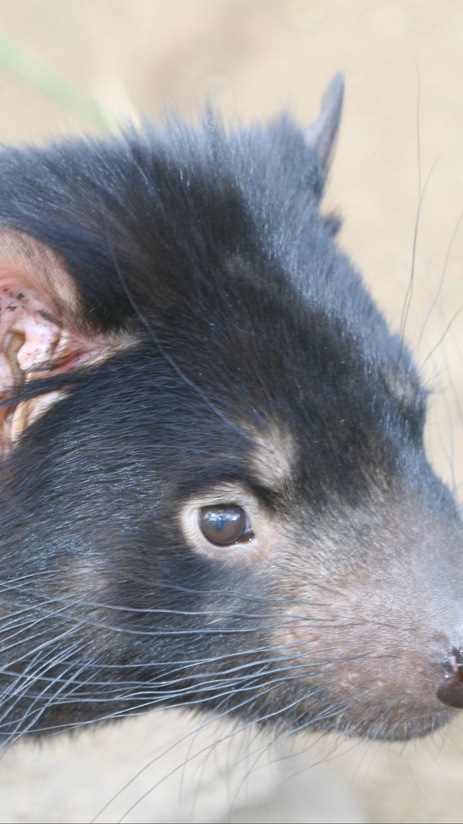 Wallpaper Tasmanian Devil, Face, Animal, Nose, Hair, - Tasmanian Devil - HD Wallpaper 