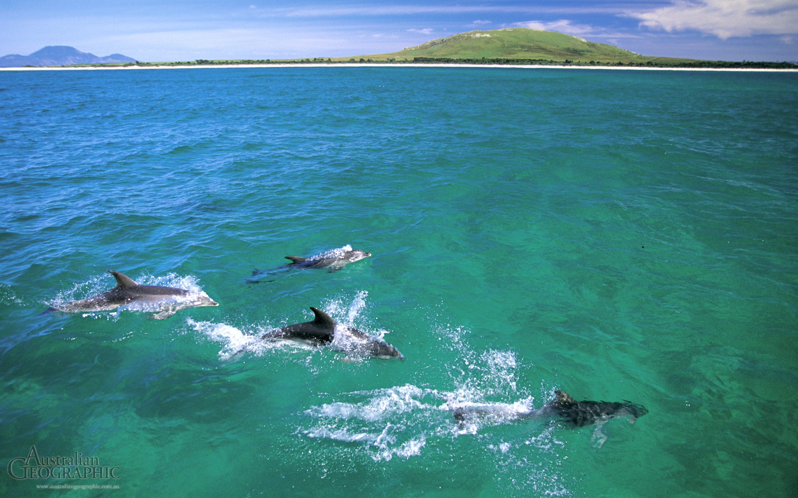 Cruising Dolphins Flinders Island Tasmania - Sea - HD Wallpaper 