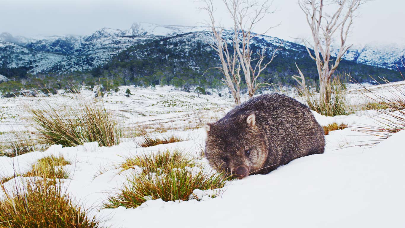 Common Wombat Foraging In Cradle Mountain-lake St Clair - Wombats On Cradle Mountain - HD Wallpaper 