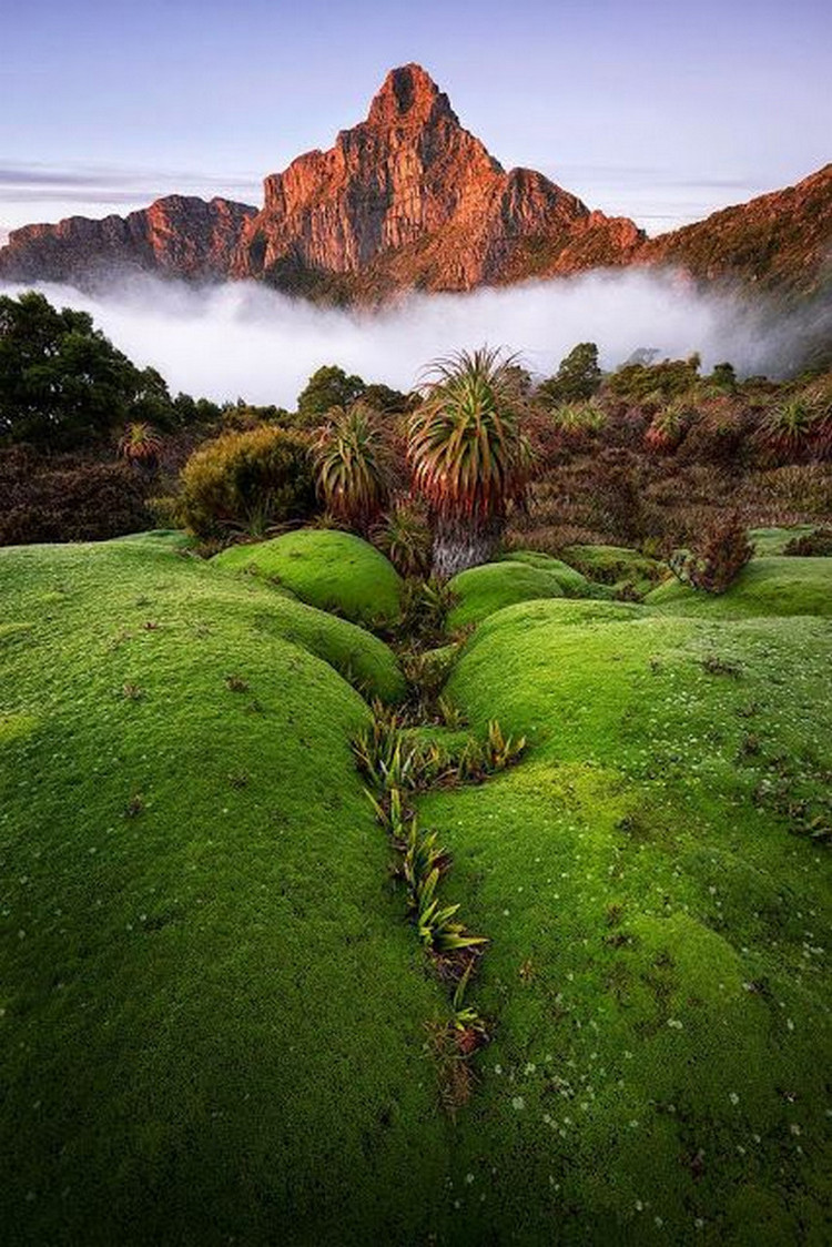 Tasmania Landscape Tree Grass Mountain Summer Fog Forest - Tasmania Southwest National Park - HD Wallpaper 