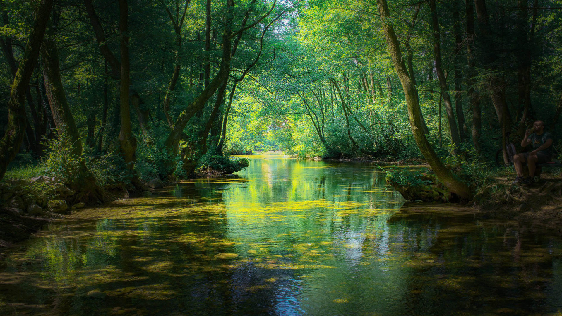 Wallpaper - HD Wallpaper 