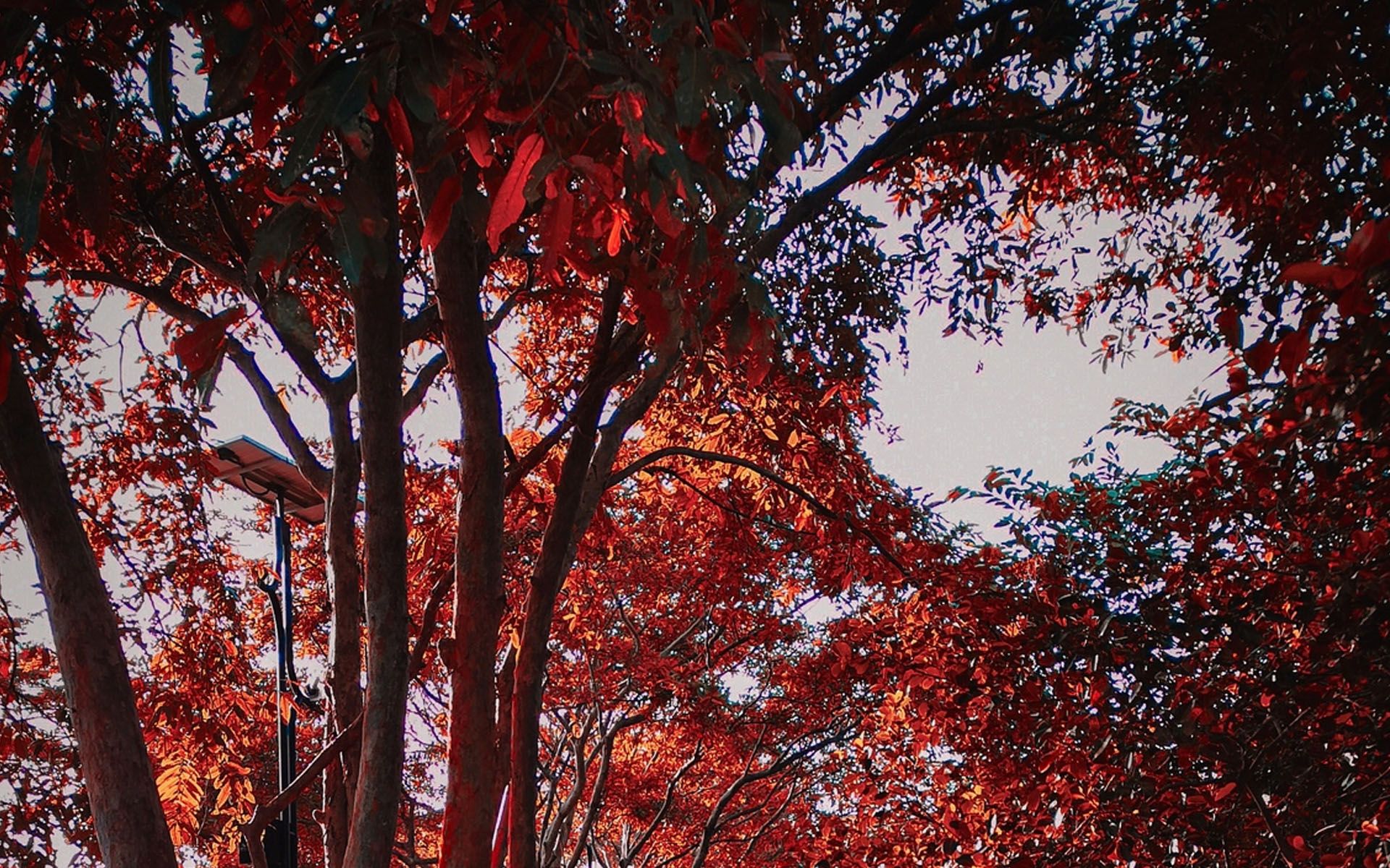 Autumn Trees - HD Wallpaper 