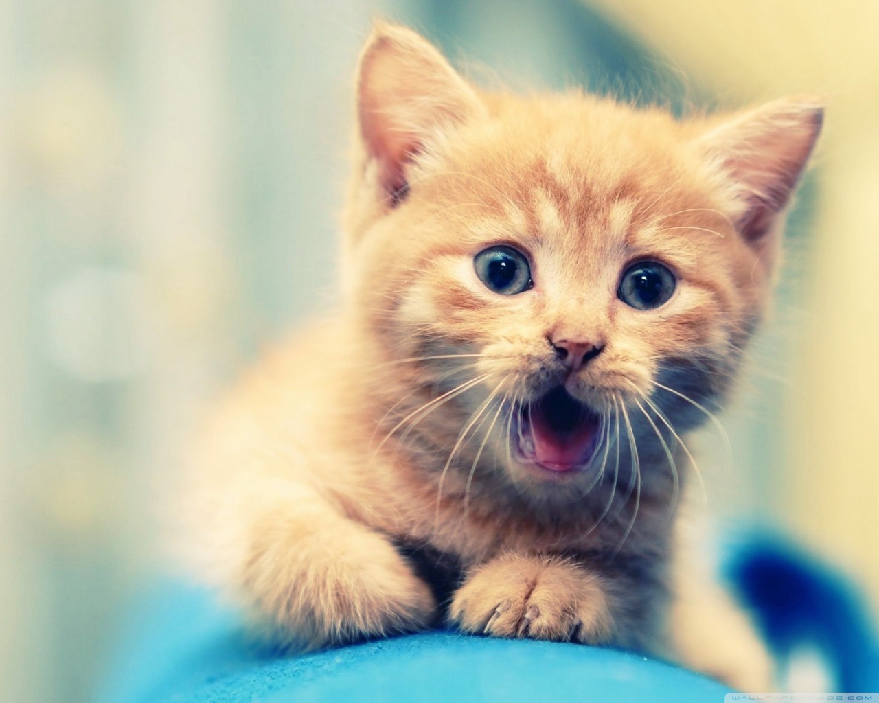 Top Wallpaper Hd - HD Wallpaper 