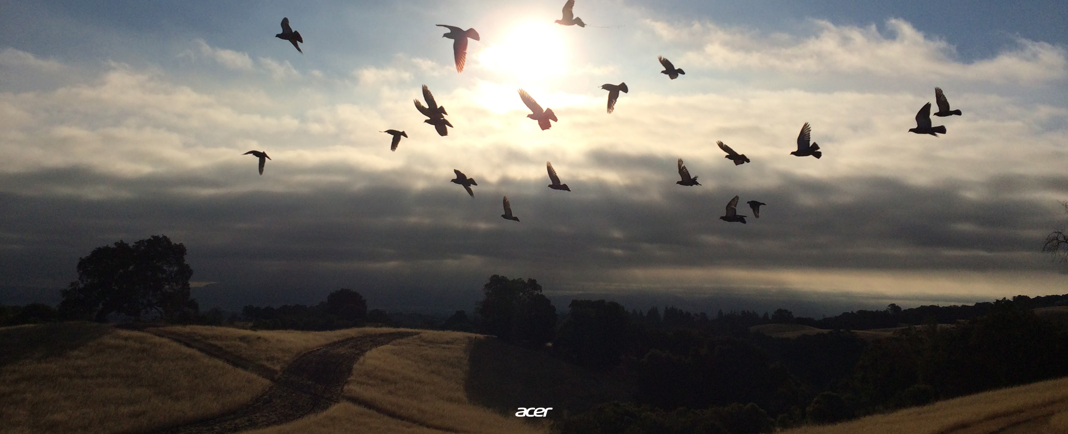 Flock - HD Wallpaper 