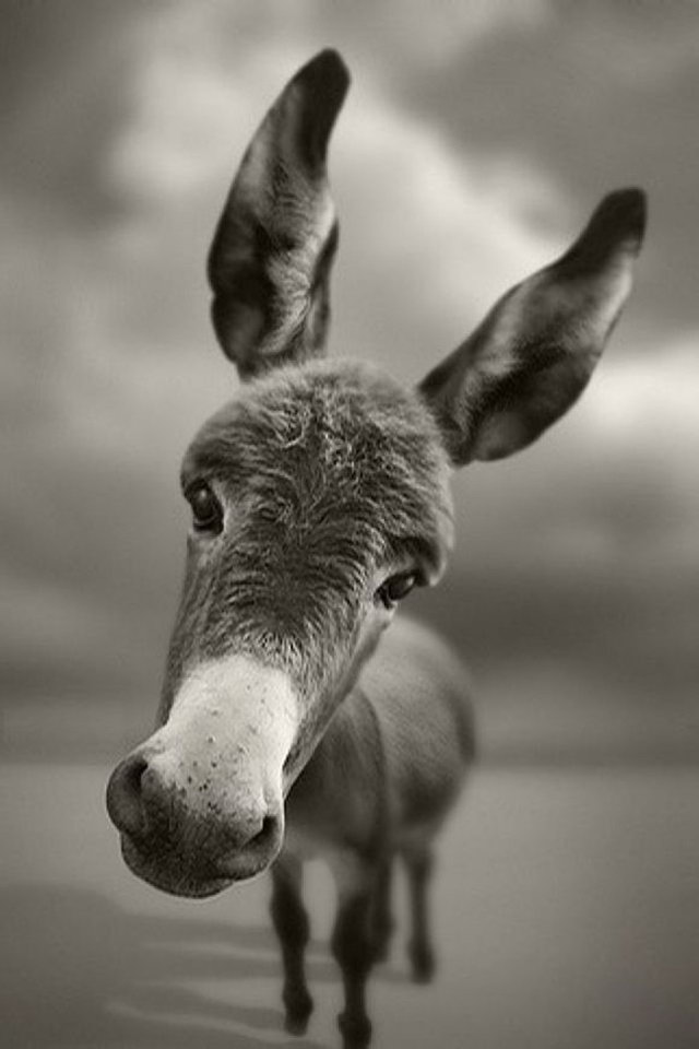 Funny Donkey - 640x960 Wallpaper 