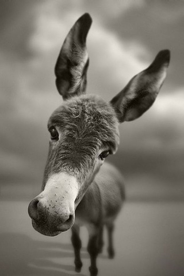 Funny Donkey - 640x960 Wallpaper Funny Donkey - 640x960 Wallpaper