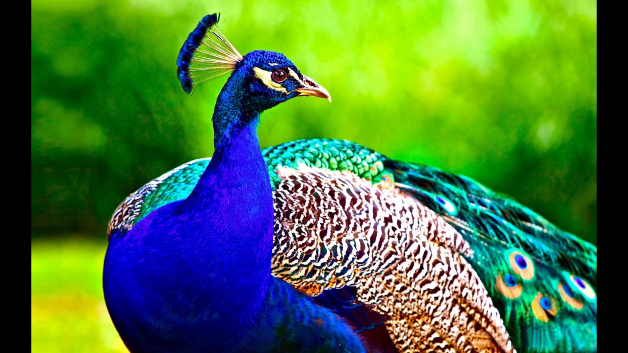 Beautiful Wallpaper Photo Download - HD Wallpaper 